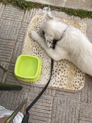Water for the dog 🐶   at Humus Vegan Tenerife in Tenerife