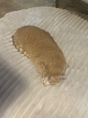 Uno de los gatitos que estaba descansando mientras me tomaba mi capuccino.  at 31 Gatitos in Mexico City