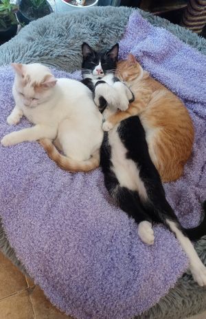  at 31 Gatitos in Mexico City