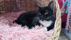  at 31 Gatitos in Mexico City