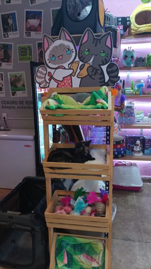  at 31 Gatitos in Mexico City