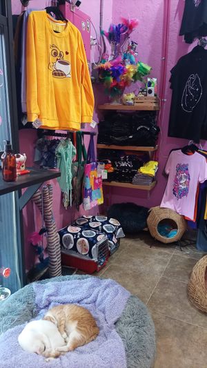  at 31 Gatitos in Mexico City