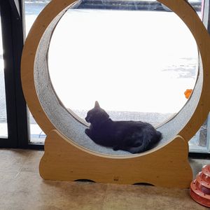 La rueda de gatos at 31 Gatitos in Mexico City