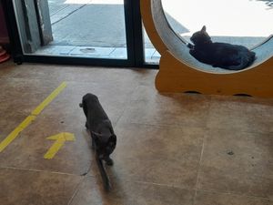 2 gatos negros at 31 Gatitos in Mexico City