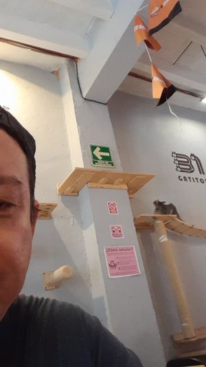 Mas gatitos at 31 Gatitos in Mexico City