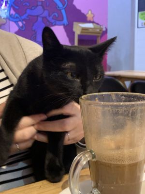   at 31 Gatitos in Mexico City