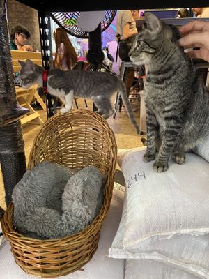 Cute cats!  at 31 Gatitos in Mexico City