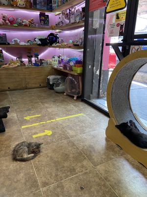Cute cats and merchandise  at 31 Gatitos in Mexico City