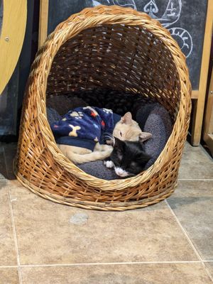  at 31 Gatitos in Mexico City