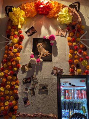  at 31 Gatitos in Mexico City