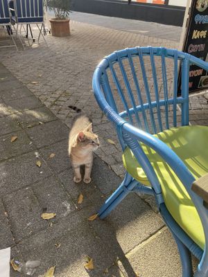 cat😄 at Popai Fresh Smoothie & Tortilla House in Burgas