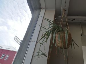  at Plantan Kaffihús in Reykjavik