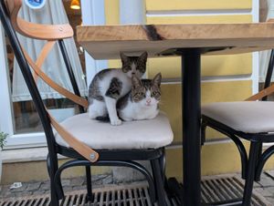  at Arti'Zanave in Shkoder