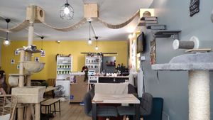 Interior at Le Chat'Ren'Thé - CatCoffee & Restaurant in La Rochelle
