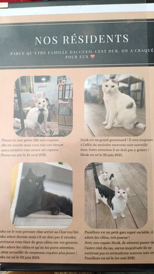 Introduction to some of the cats at Le Chat'Ren'Thé - CatCoffee & Restaurant in La Rochelle