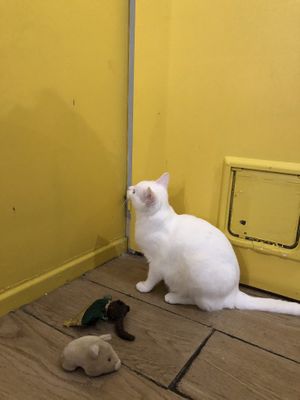   at Le Chat'Ren'Thé - CatCoffee & Restaurant in La Rochelle