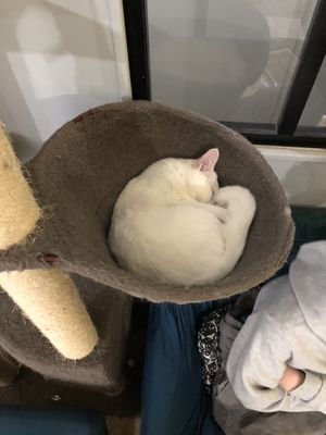   at Le Chat'Ren'Thé - CatCoffee & Restaurant in La Rochelle