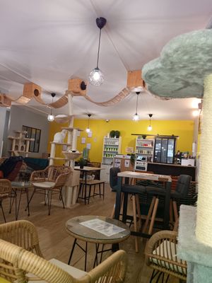  at Le Chat'Ren'Thé - CatCoffee & Restaurant in La Rochelle