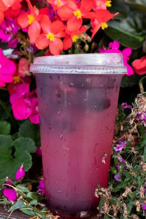 Iced Berry Refreshing at Tandem Bagel Company in Florence