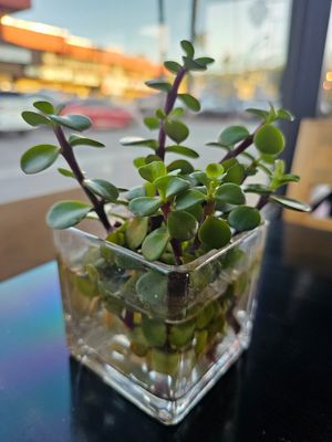  at VeStation Urban Organic Kitchen in Sherman Oaks