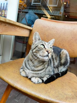 Cat from the neighbourhood loves this place at Vegan Africa in Gouda