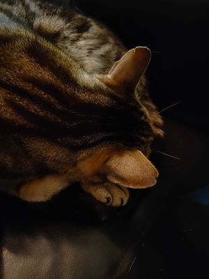 Even though the cat was hushed outside over and over he managed to secretly find a spot next to me to sleep 😻. at Vegan Africa in Gouda