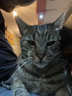   at Vegan Africa in Gouda