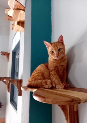 Mango, one of the rescued cats at The Happy Cat - Veggie Cafe-Restaurant in Luang Prabang