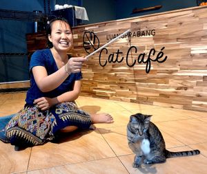 Come and play with our rescued cats! at The Happy Cat - Veggie Cafe-Restaurant in Luang Prabang