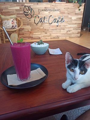  at The Happy Cat - Veggie Cafe-Restaurant in Luang Prabang