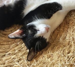   at The Happy Cat - Veggie Cafe-Restaurant in Luang Prabang