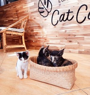  at The Happy Cat - Veggie Cafe-Restaurant in Luang Prabang