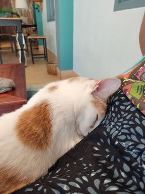  at The Happy Cat - Veggie Cafe-Restaurant in Luang Prabang