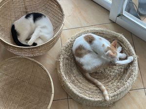   at The Happy Cat - Veggie Cafe-Restaurant in Luang Prabang