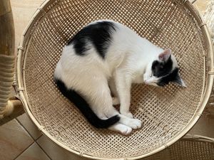   at The Happy Cat - Veggie Cafe-Restaurant in Luang Prabang