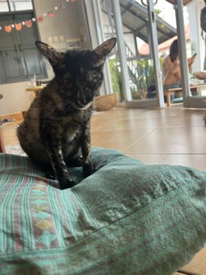   at The Happy Cat - Veggie Cafe-Restaurant in Luang Prabang