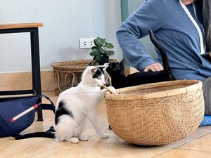 Cats   at The Happy Cat - Veggie Cafe-Restaurant in Luang Prabang