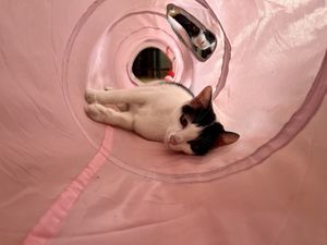 Cats   at The Happy Cat - Veggie Cafe-Restaurant in Luang Prabang