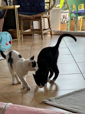 Cats   at The Happy Cat - Veggie Cafe-Restaurant in Luang Prabang