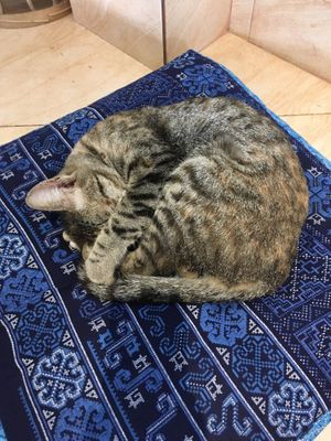 Cat companions  at The Happy Cat - Veggie Cafe-Restaurant in Luang Prabang