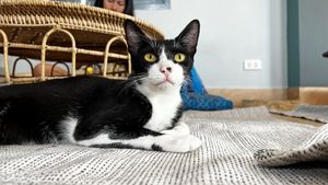   at The Happy Cat - Veggie Cafe-Restaurant in Luang Prabang