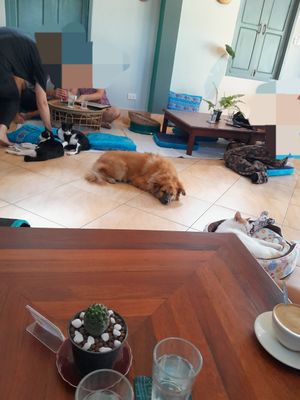 Dog and cats chilling at The Happy Cat - Veggie Cafe-Restaurant in Luang Prabang