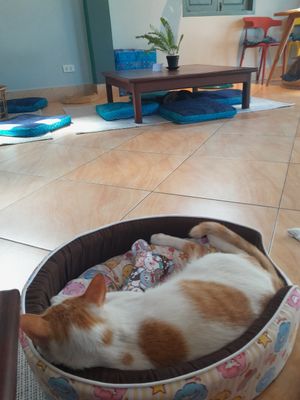  at The Happy Cat - Veggie Cafe-Restaurant in Luang Prabang