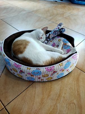  at The Happy Cat - Veggie Cafe-Restaurant in Luang Prabang