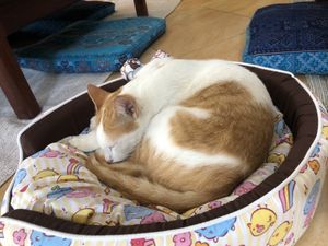   at The Happy Cat - Veggie Cafe-Restaurant in Luang Prabang