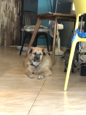   at The Happy Cat - Veggie Cafe-Restaurant in Luang Prabang