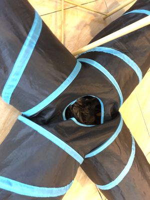   at The Happy Cat - Veggie Cafe-Restaurant in Luang Prabang