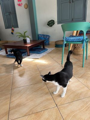 Cat café  at The Happy Cat - Veggie Cafe-Restaurant in Luang Prabang