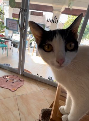   at The Happy Cat - Veggie Cafe-Restaurant in Luang Prabang