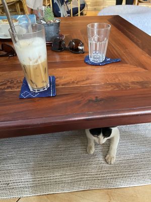 Iced cappuccino with oat milk - and a cat!  at The Happy Cat - Veggie Cafe-Restaurant in Luang Prabang